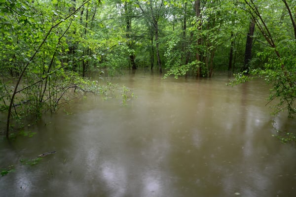 Foto: R. Wittmann -Donau-Auen