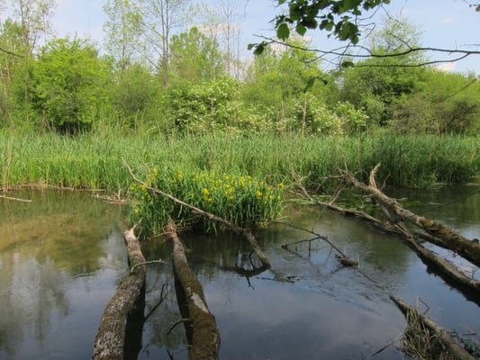 Foto: R. Wittmann -Donau-Auen