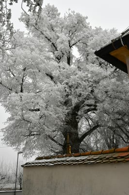 Linde in Mühlhausen