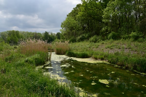 Foto: R. Wittmann -Donau-Auen