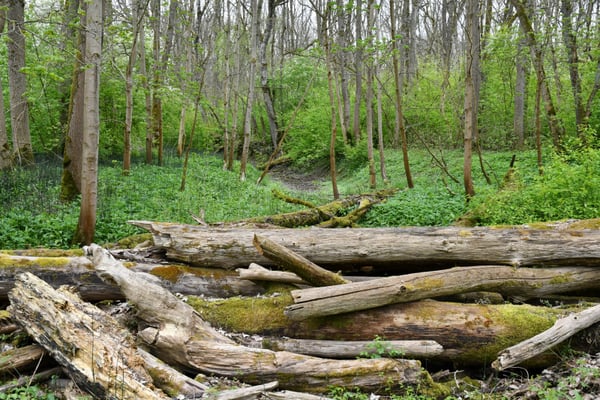Foto: R. Wittmann -Donau-Auen