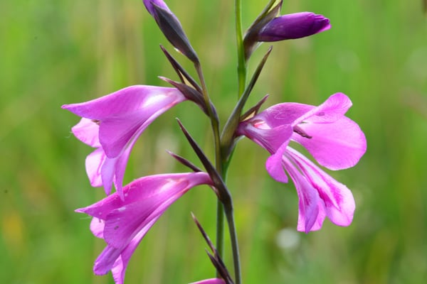 Foto: R. Wittmann -Sumpfsiegwurz