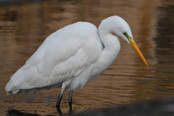 Foto: R. Wittmann -Silberreiher