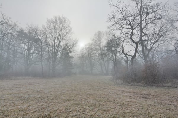 Foto: R. Wittmann -Donau-Auen