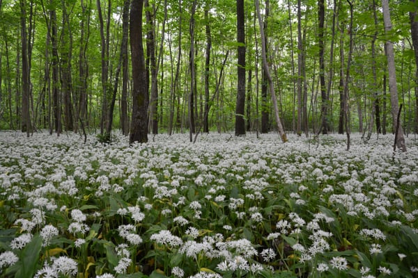 Foto: R. Wittmann - Bärlauchblüte