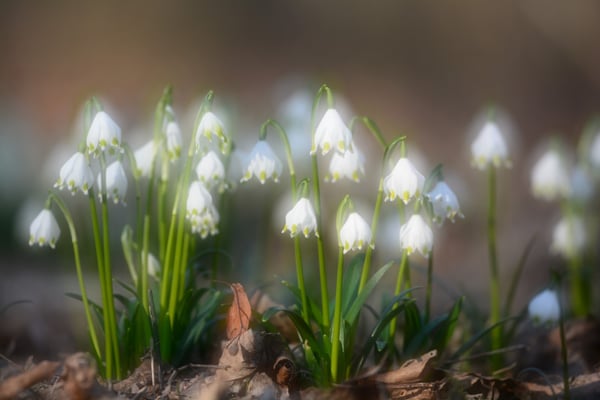 Foto: R. Wittmann -Märzenbecher