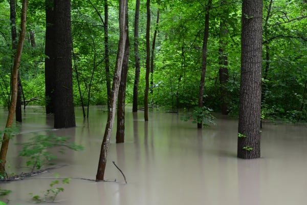 Foto: R. Wittmann -Donau-Auen