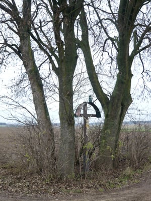 Ahorngruppe bei Oberhaunstadt