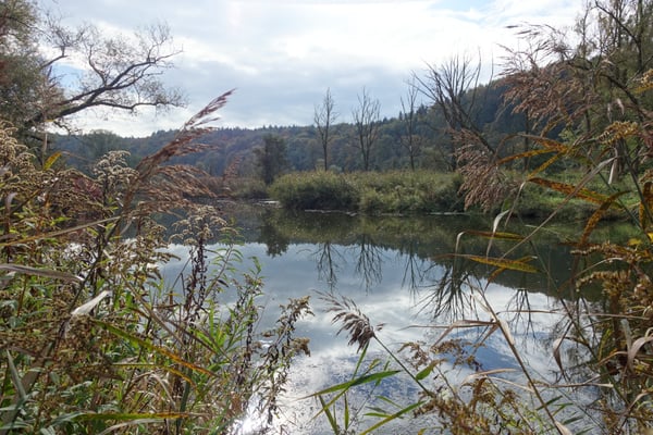 Foto: R. Wittmann -Donau-Auen