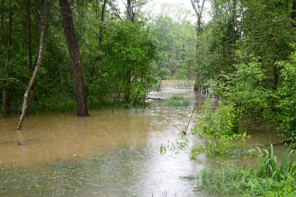 Foto: R. Wittmann -Donau-Auen