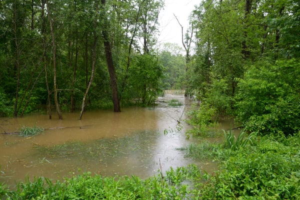 Foto: R. Wittmann -Donau-Auen