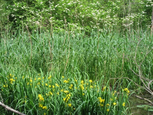 Foto: R. Wittmann -Donau-Auen - Schwertlilien