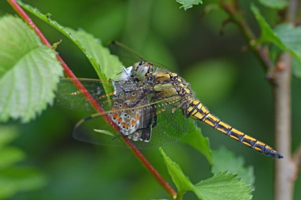 Foto: R. Wittmann -Blaupfeil