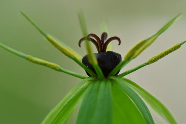 Foto: R. Wittmann -Einbeere