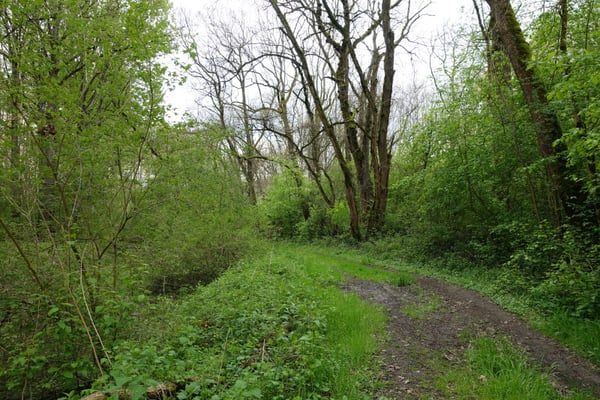 Foto: R. Wittmann -Donau-Auen