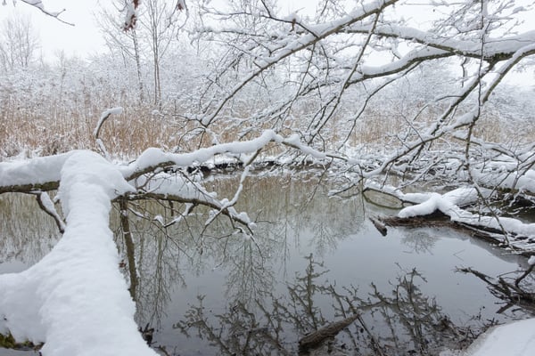 Foto: R. Wittmann -Donau-Auen