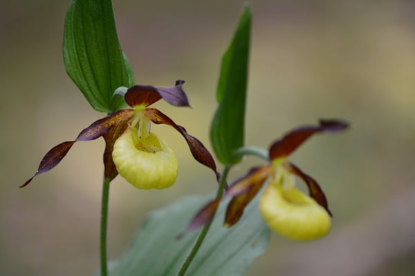 Foto: R. Wittmann -Frauenschuh