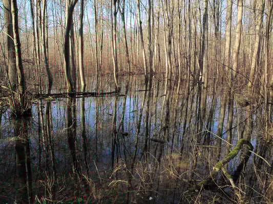 Foto: R. Wittmann -Donau-Auen
