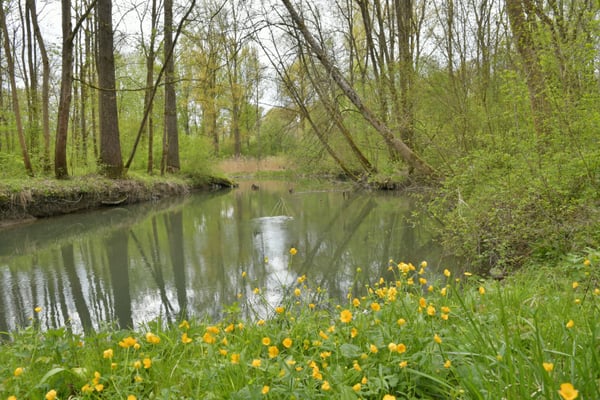 Foto: R. Wittmann -Donau-Auen
