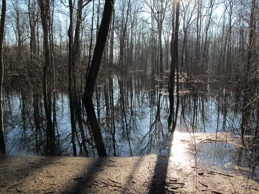 Foto: R. Wittmann -Donau-Auen