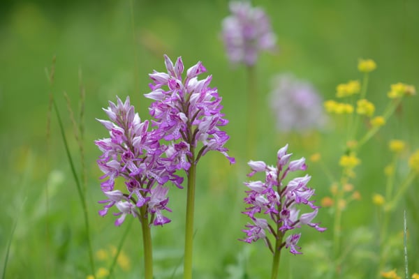 Foto: R. Wittmann -Helm-Knabenkraut