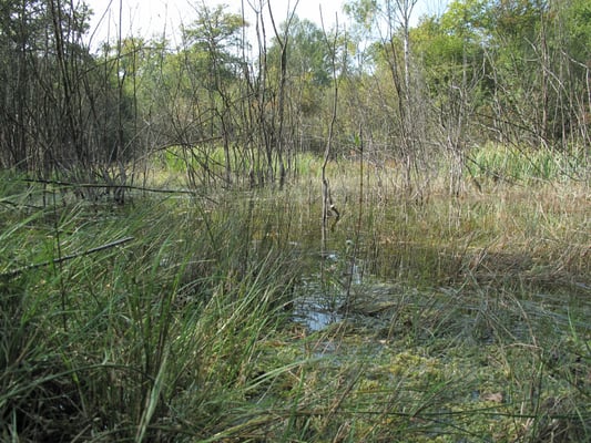 Foto: R. Wittmann -Donau-Auen