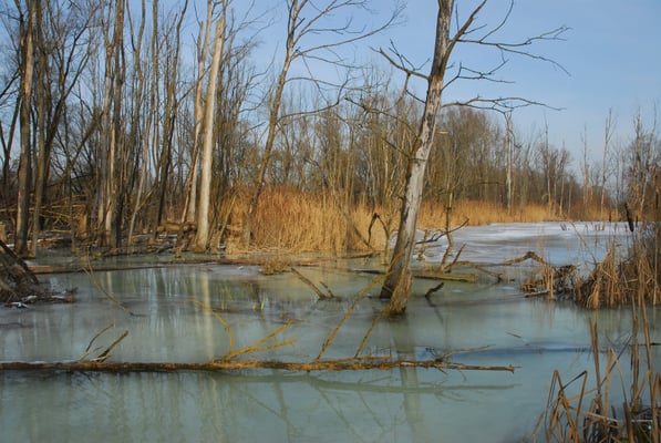 Foto: R. Wittmann -Donau-Auen