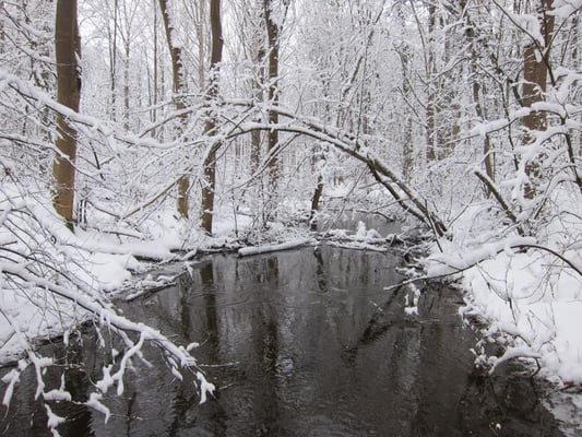Foto: R. Wittmann -Donau-Auen im Winter