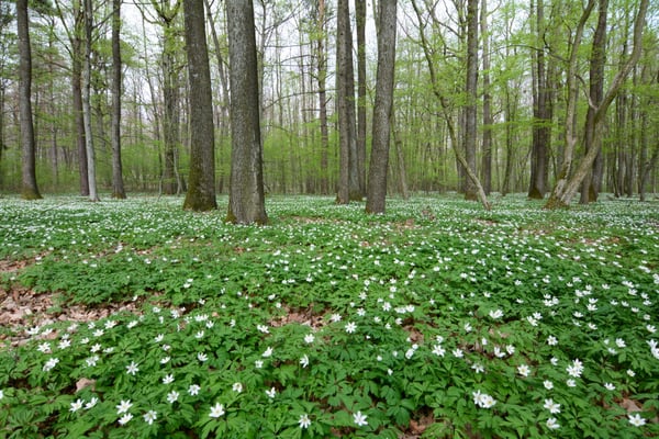 Foto: R. Wittmann -Buschwindröschen