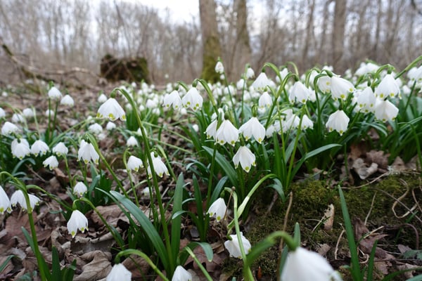 Foto: R. Wittmann -Märzenbecher
