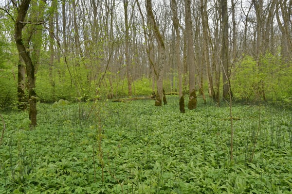 Foto: R. Wittmann -Donau-Auen