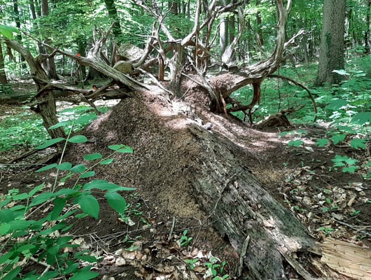 Ein Bild aus dem letzten Jahr zeigt, dass das Nest etwas geschrumpft ist, der Baumstamm aber noch mehr zerfallen.