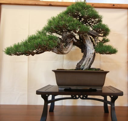 6. Pino mugo - Bonsai Club Amici del Verde