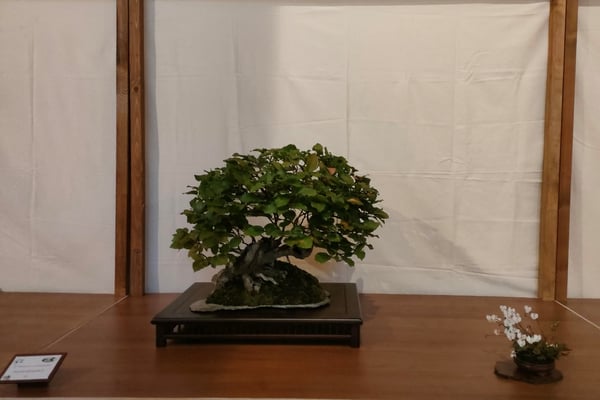 7. Faggio - Bonsai Blu