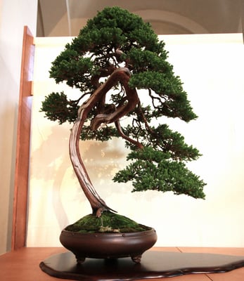 5 - Ginepro procumbes - Bonsai Club Amici del Verde