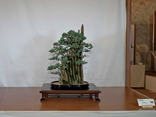 10 - Ginepro procumbes (ishizuki) - Bonsai do Groane
