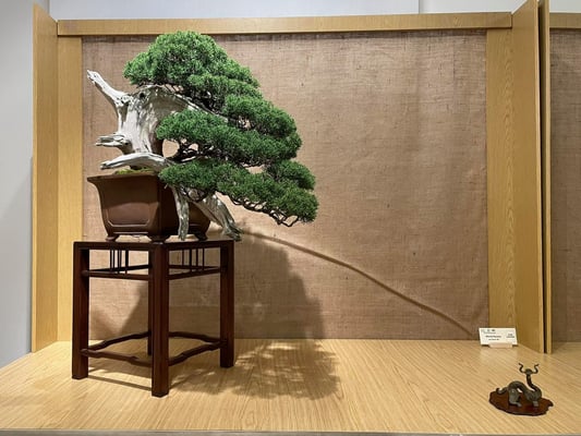 Ginepro chinensis - Mario Pavone I.B.S.