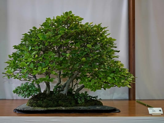 18 - Faggio - Bonsai Club Somma