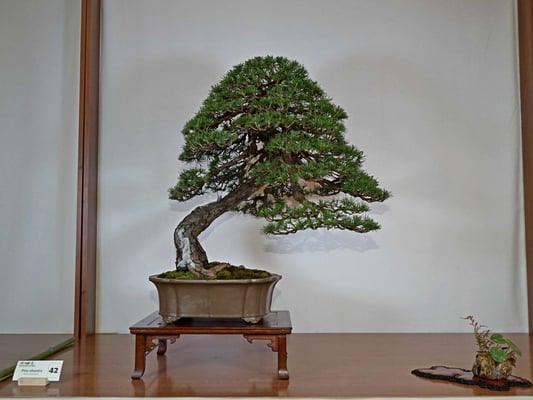 42 Pinus sylvestris - Studio Botanico