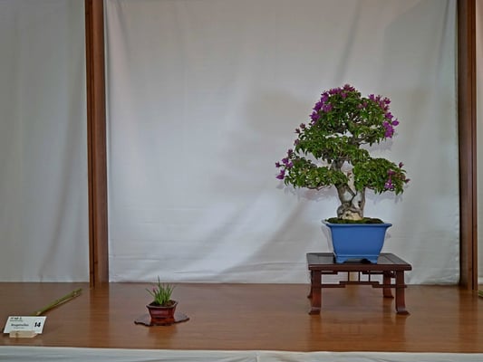 14 - Bougainvillea - Bonsai Club Martesana
