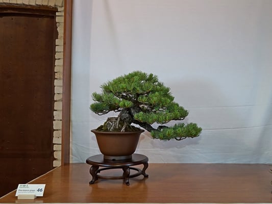 46 - Pinus pentaphilla - Bonsai Blu