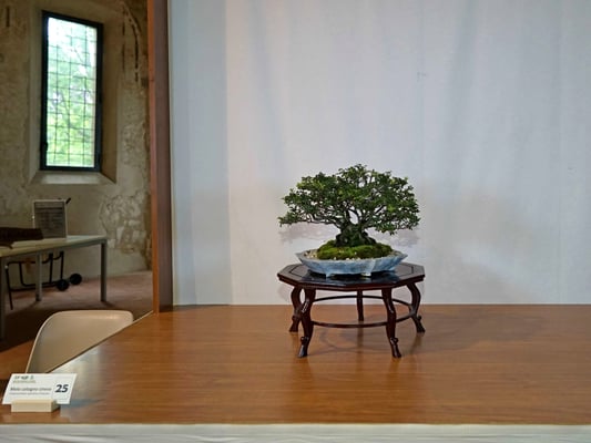 25 - Chaenomeles speciosa chojubai - Pasquè Bonsai Club