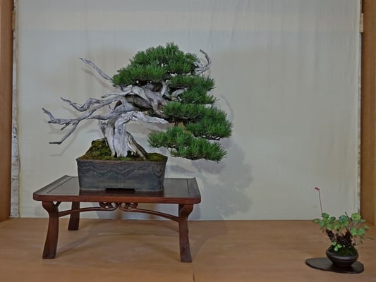 Pino Mugo - Alfredo Salaccione (fuori concorso)