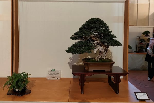 4. Tasso baccata - Bonsai club Amici del Verde