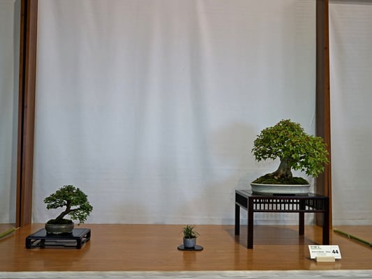 44 Acer buergerianum - Ulmus parviflora - Bonsai Club Torino