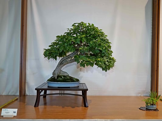 16 - Carpino - Bonsainsieme