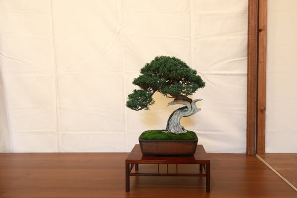 16. Junipersus Chinensis var. Itoigawa - Bonsai Club Laudense