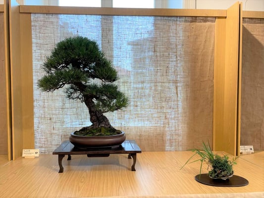 17 - Pino nero - Bonsai Club Somma