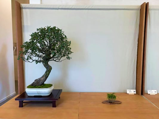 26 - Sughera - Bonsai Club Settelaghi Varese