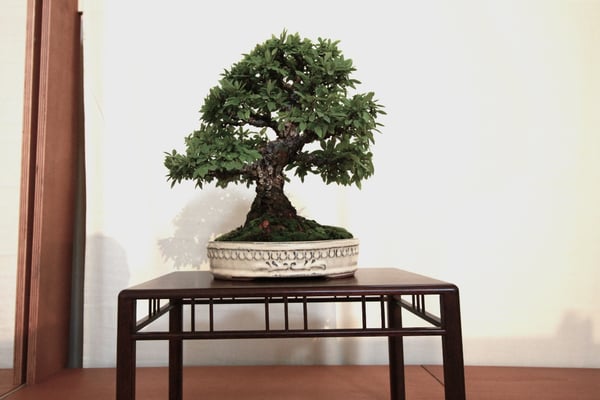 3. Olmo parviflora corticosa - Bonsai de Gnidel